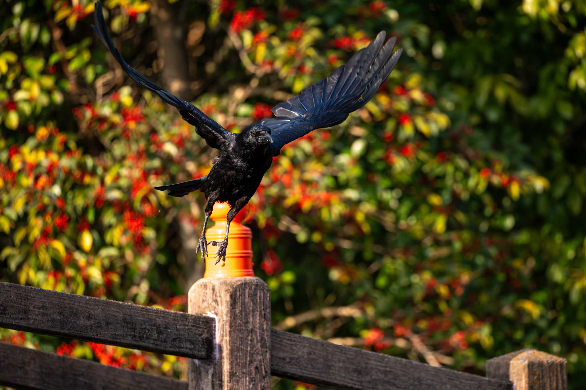 八景水谷公園 ハシボソガラスの写真 by たけし