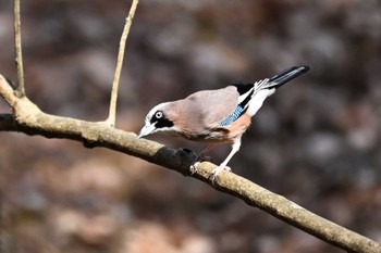 Eurasian Jay 関東地方 Sun, 2/18/2024