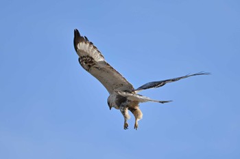 Rough-legged Buzzard 関東地方 Sat, 2/17/2024