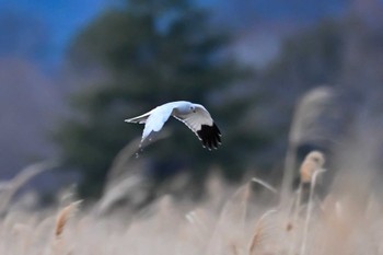 Hen Harrier Watarase Yusuichi (Wetland) Sun, 2/18/2024