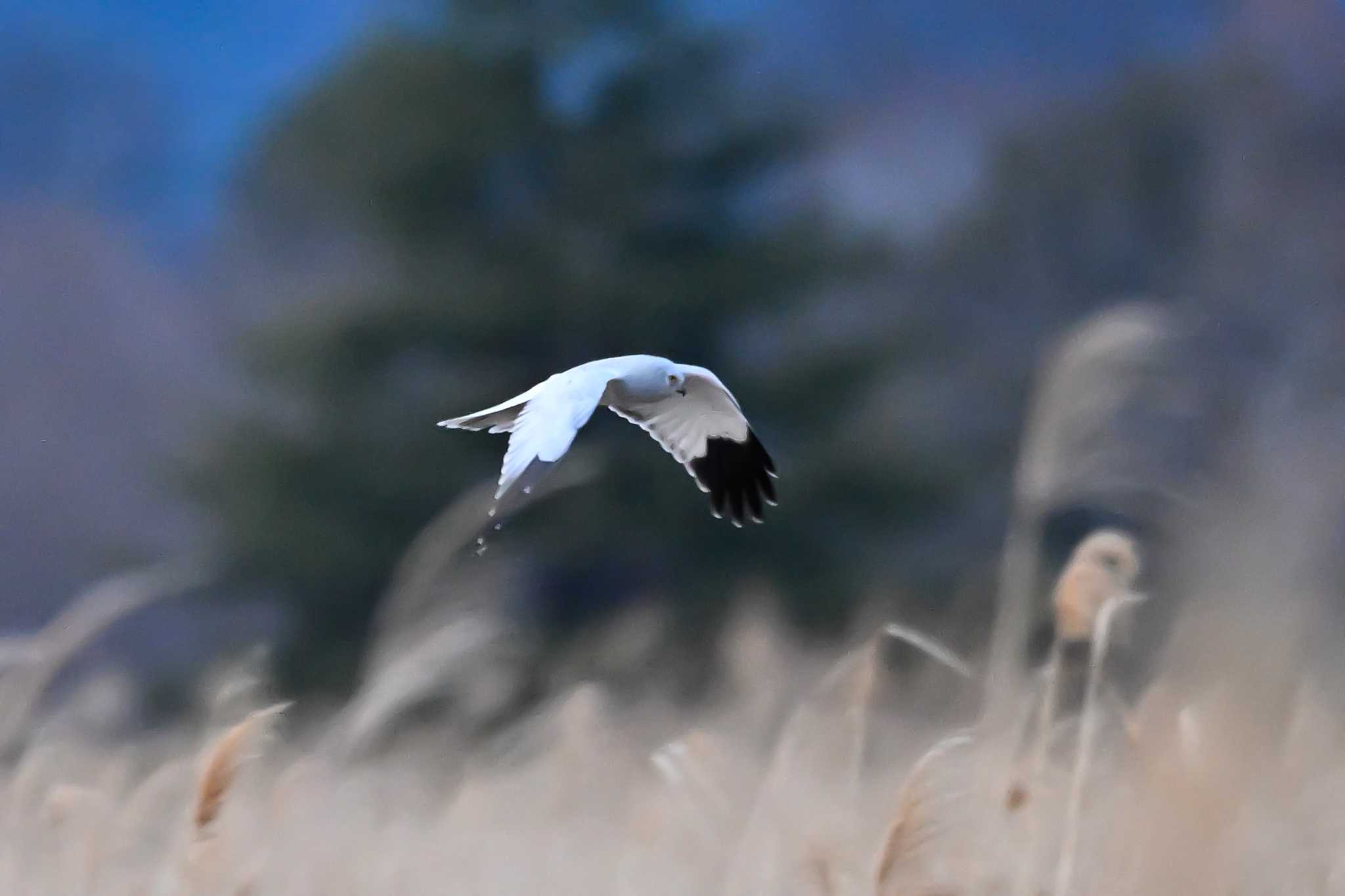 Photo of Hen Harrier at Watarase Yusuichi (Wetland) by Yokai