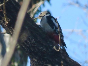 2024年2月18日(日) 水元公園の野鳥観察記録