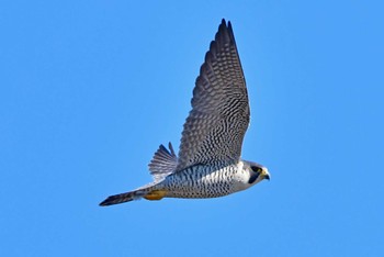 Peregrine Falcon 大沼(宮城県仙台市) Sun, 2/18/2024