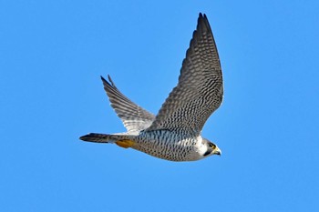 Peregrine Falcon 大沼(宮城県仙台市) Sun, 2/18/2024