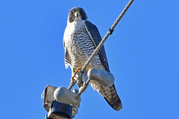 Peregrine Falcon 大沼(宮城県仙台市) Sun, 2/18/2024