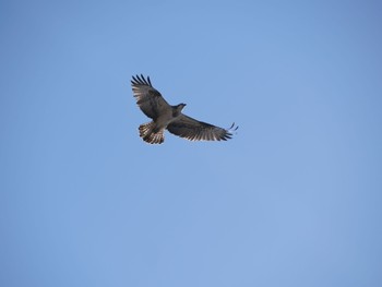 Osprey 杁ヶ池公園 Tue, 1/16/2024