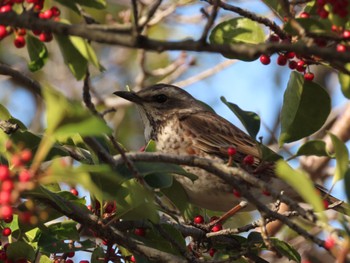 Naumann's Thrush 杁ヶ池公園 Thu, 2/8/2024