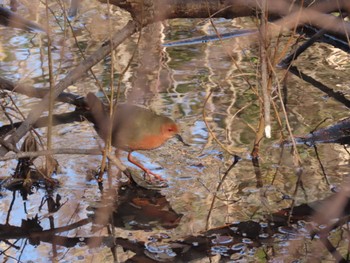 Ruddy-breasted Crake 杁ヶ池公園 Thu, 2/8/2024