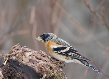 Brambling Saitama Prefecture Forest Park Sun, 2/18/2024