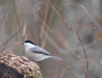 Willow Tit Saitama Prefecture Forest Park Sun, 2/18/2024