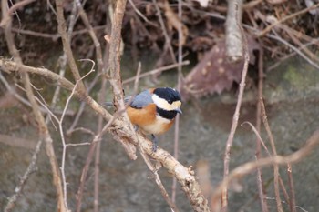 Varied Tit Saitama Prefecture Forest Park Sun, 2/18/2024