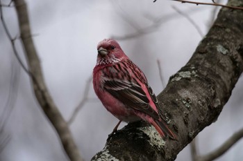 Pallas's Rosefinch Saitama Prefecture Forest Park Sun, 2/18/2024