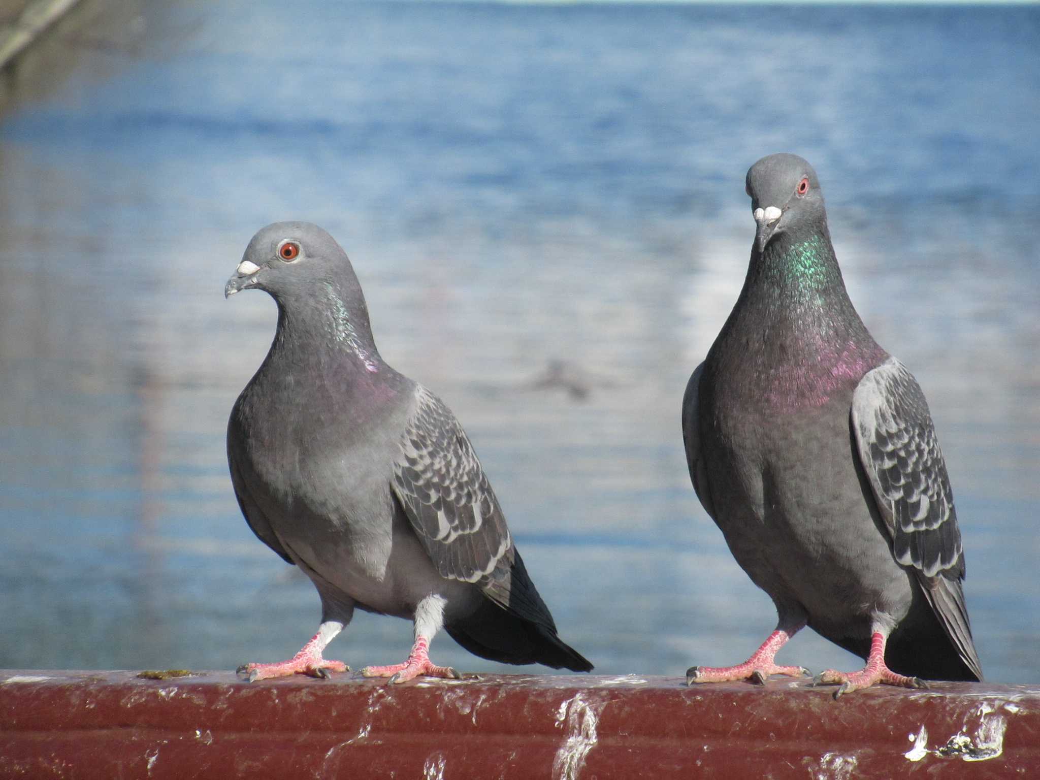 Rock Dove