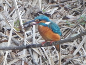 Common Kingfisher 21世紀の森と広場(千葉県松戸市) Sun, 2/18/2024