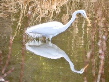 Great Egret 21世紀の森と広場(千葉県松戸市) Sun, 2/18/2024