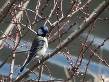 Japanese Tit 21世紀の森と広場(千葉県松戸市) Sun, 2/18/2024