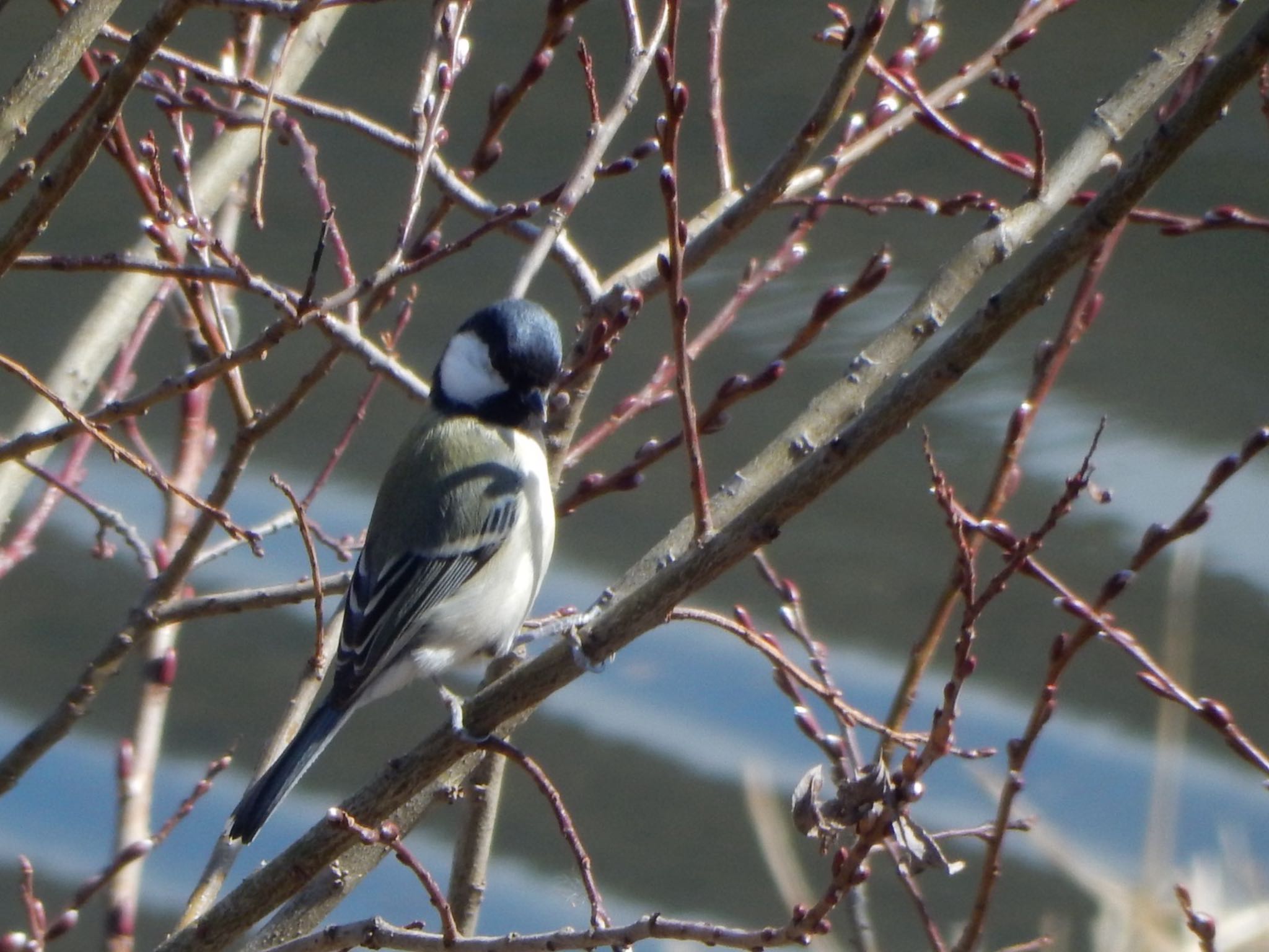 Photo of Japanese Tit at 21世紀の森と広場(千葉県松戸市) by HIKARI  ξ(｡◕ˇ◊ˇ◕｡)ξ