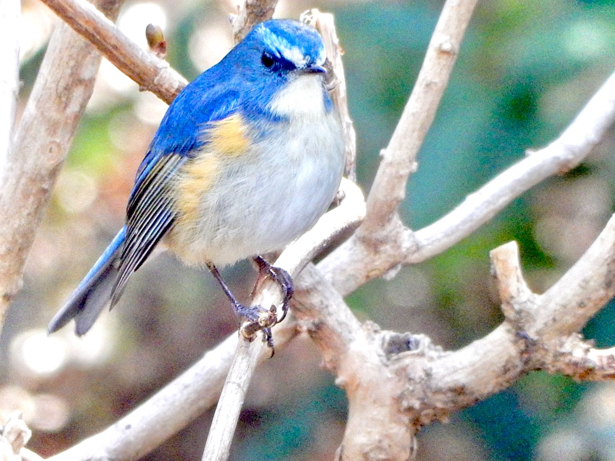 Red-flanked Bluetail