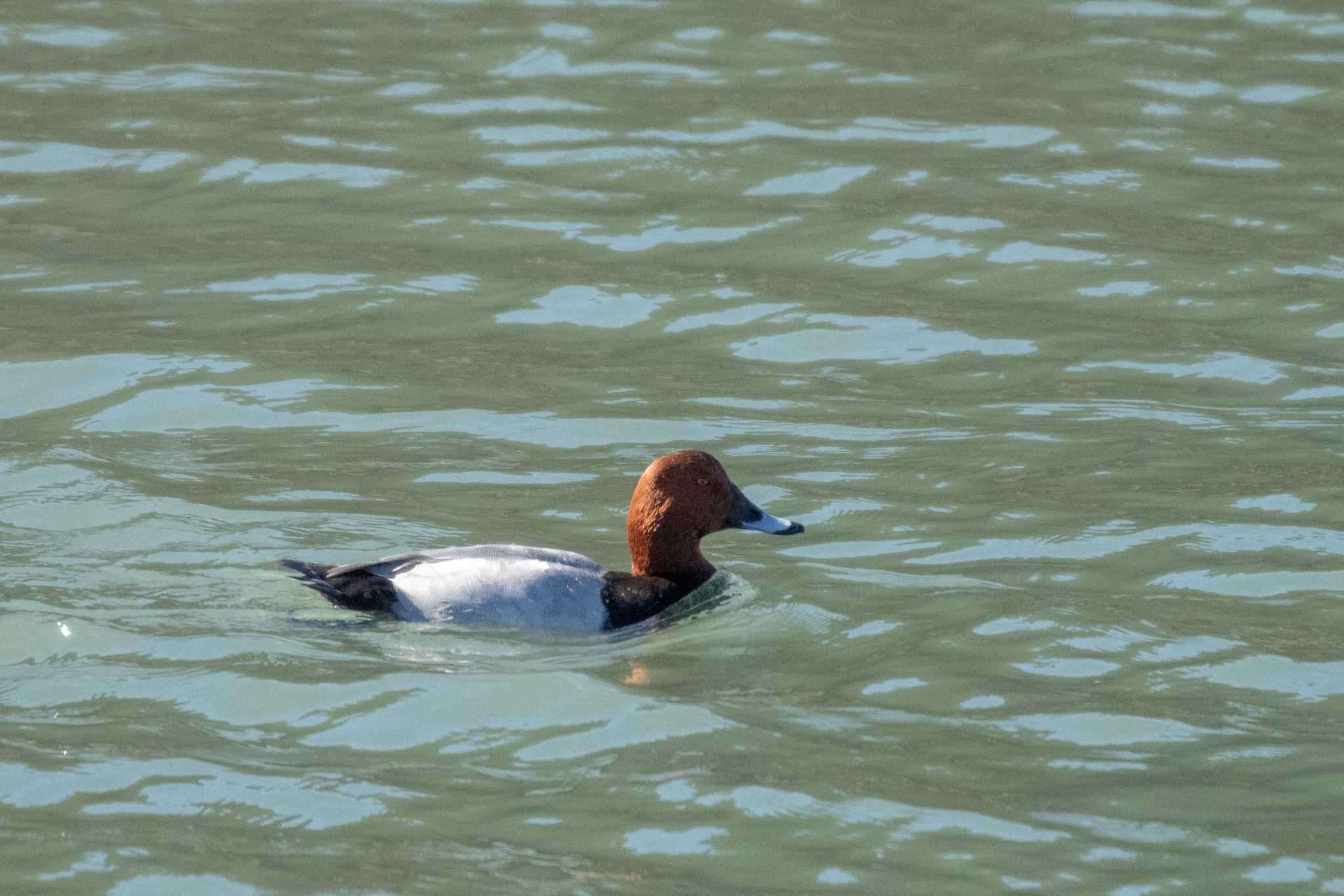 Photo of Common Pochard at 宮城県本吉郡南三陸町志津川 by かつきち