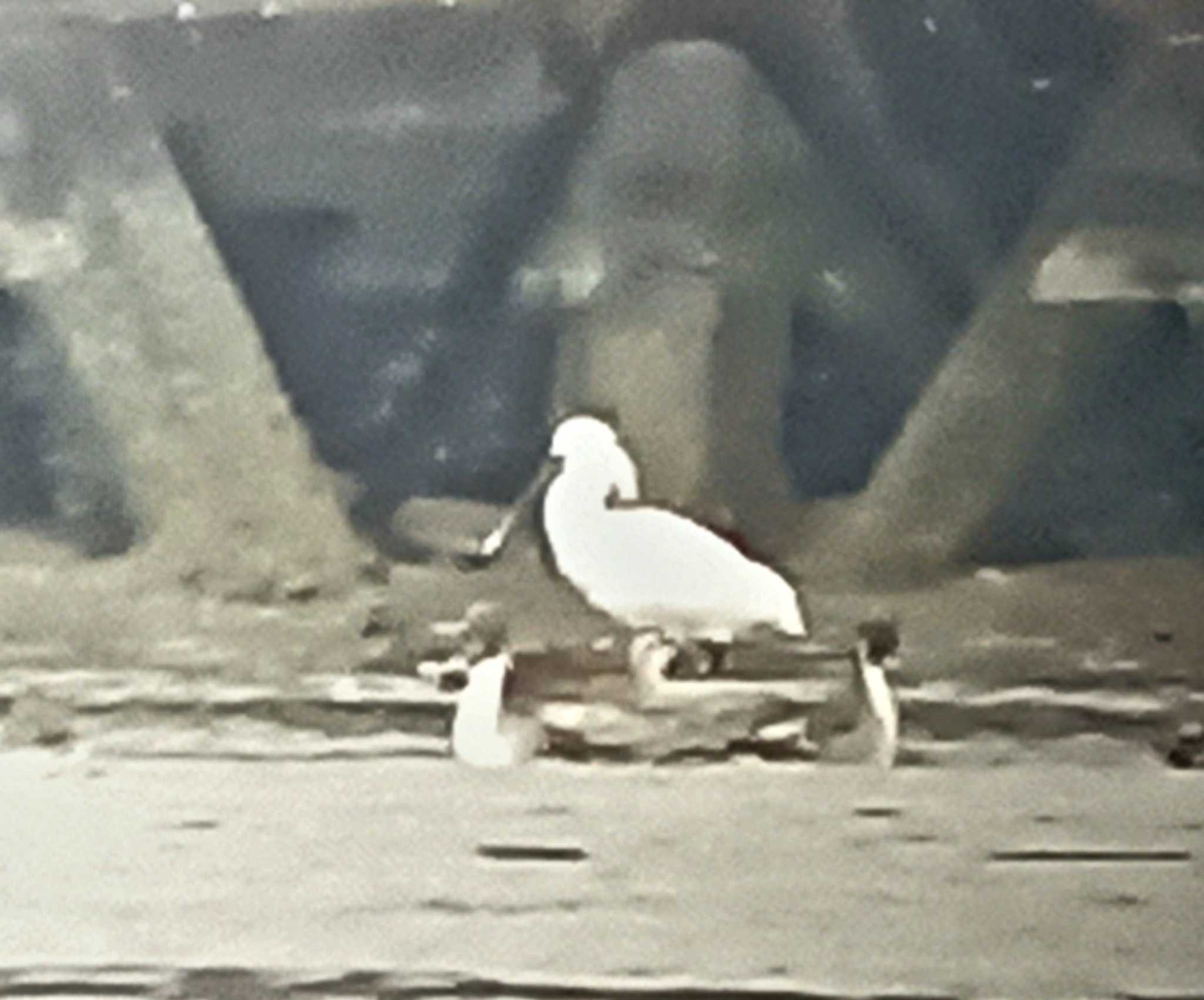 Black-faced Spoonbill