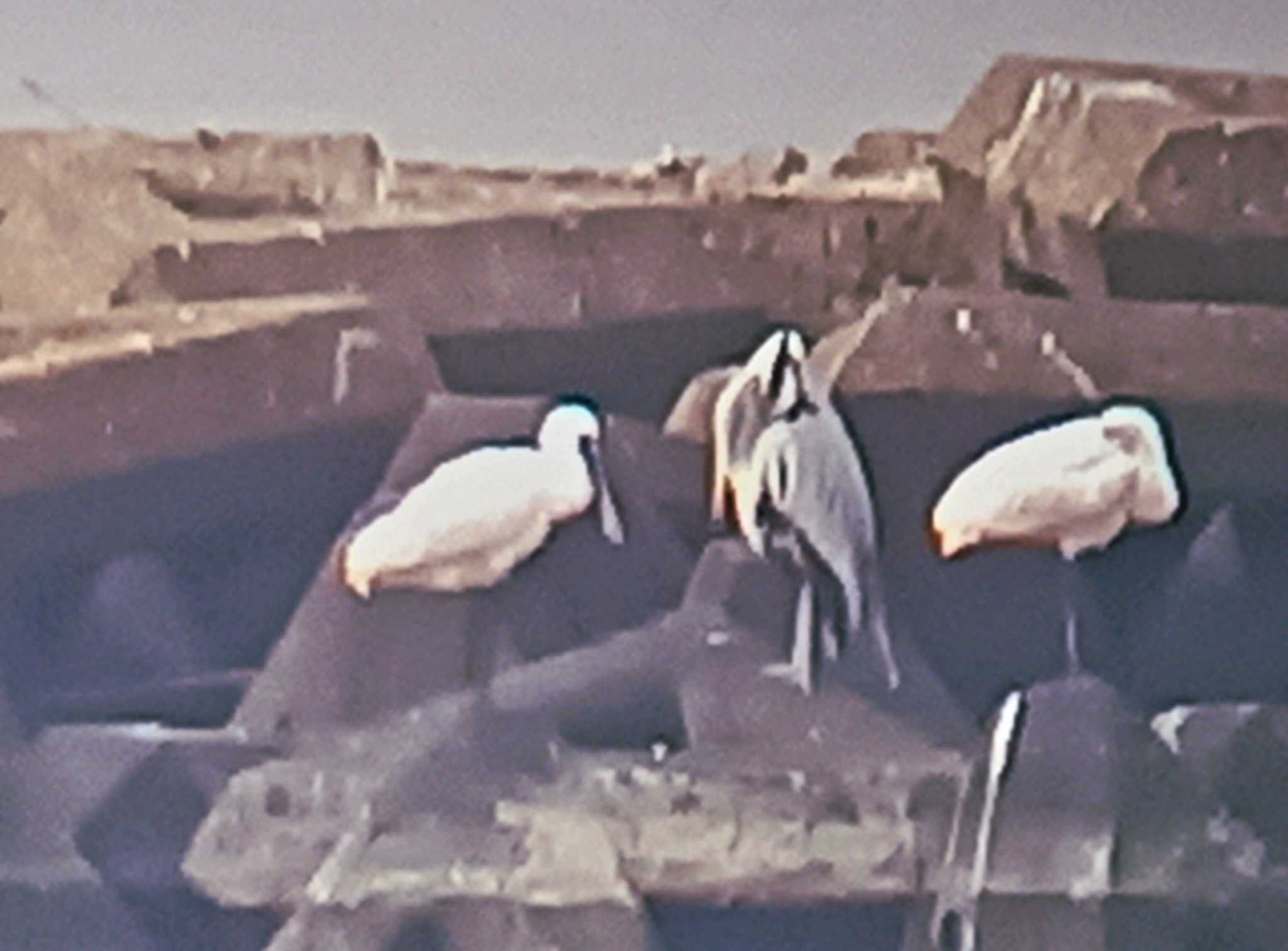 Black-faced Spoonbill