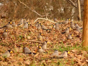 Japanese Grosbeak 下奥富河川敷公園 Sun, 2/18/2024