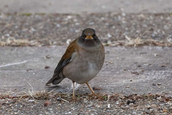 Pale Thrush Arima Fuji Park Sun, 2/18/2024