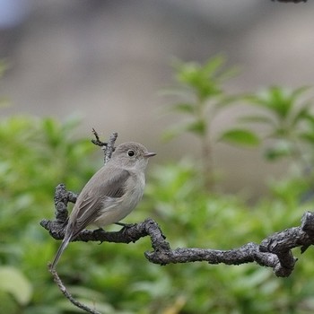 Red-breasted Flycatcher Osaka castle park Sun, 2/18/2024