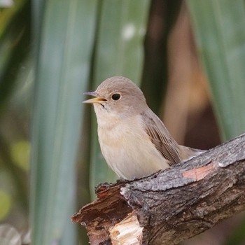 Red-breasted Flycatcher Osaka castle park Sun, 2/18/2024