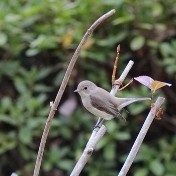 Red-breasted Flycatcher Osaka castle park Sun, 2/18/2024