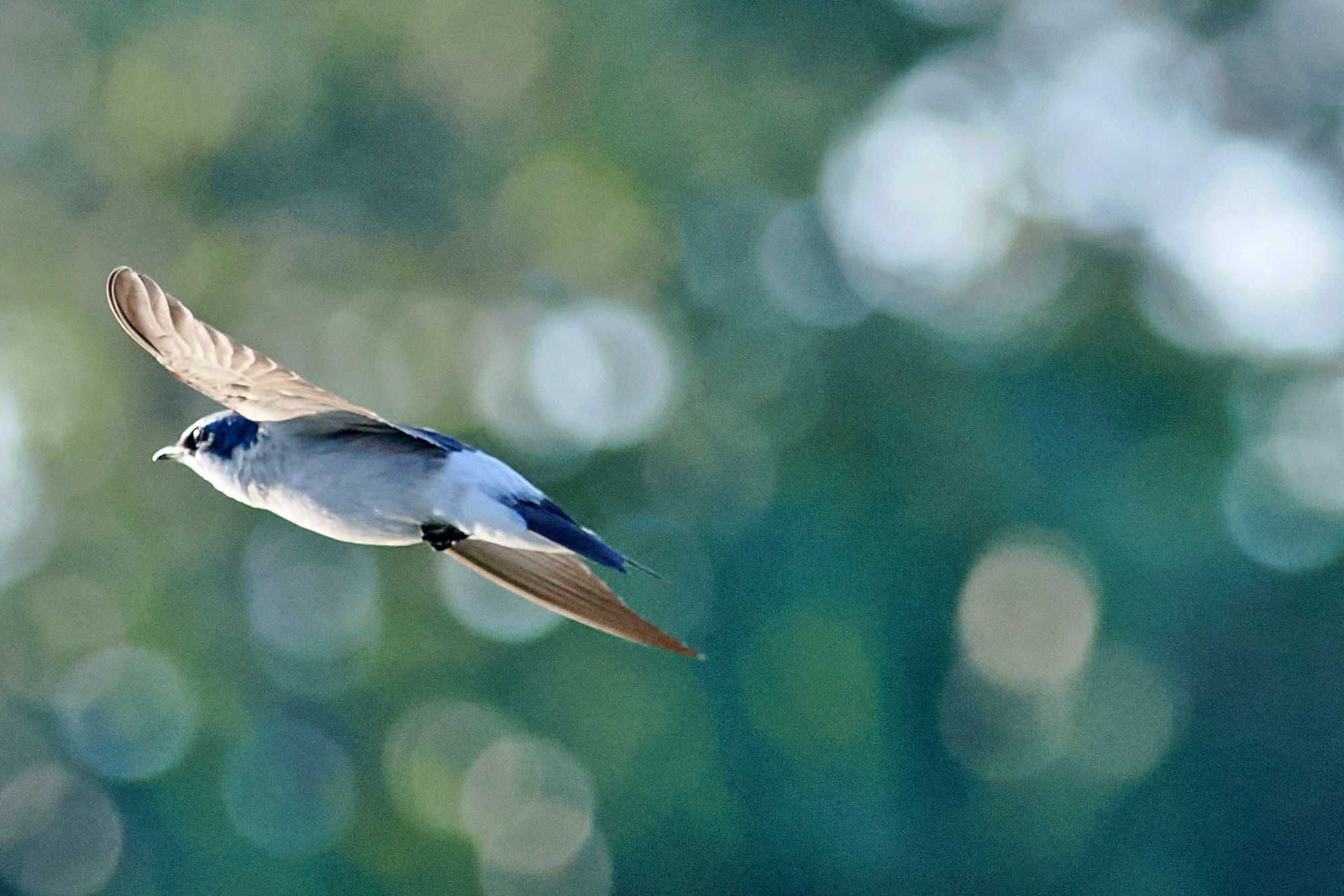 Photo of Mangrove Swallow at Puntarenas Port by 藤原奏冥