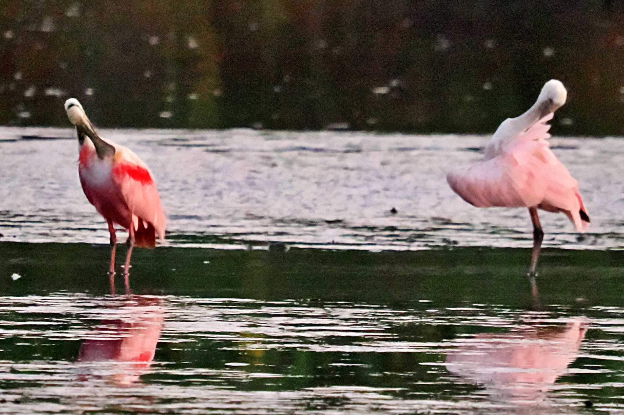 Tarcoles River Cruise(Costa Rica) ベニヘラサギの写真 by 藤原奏冥