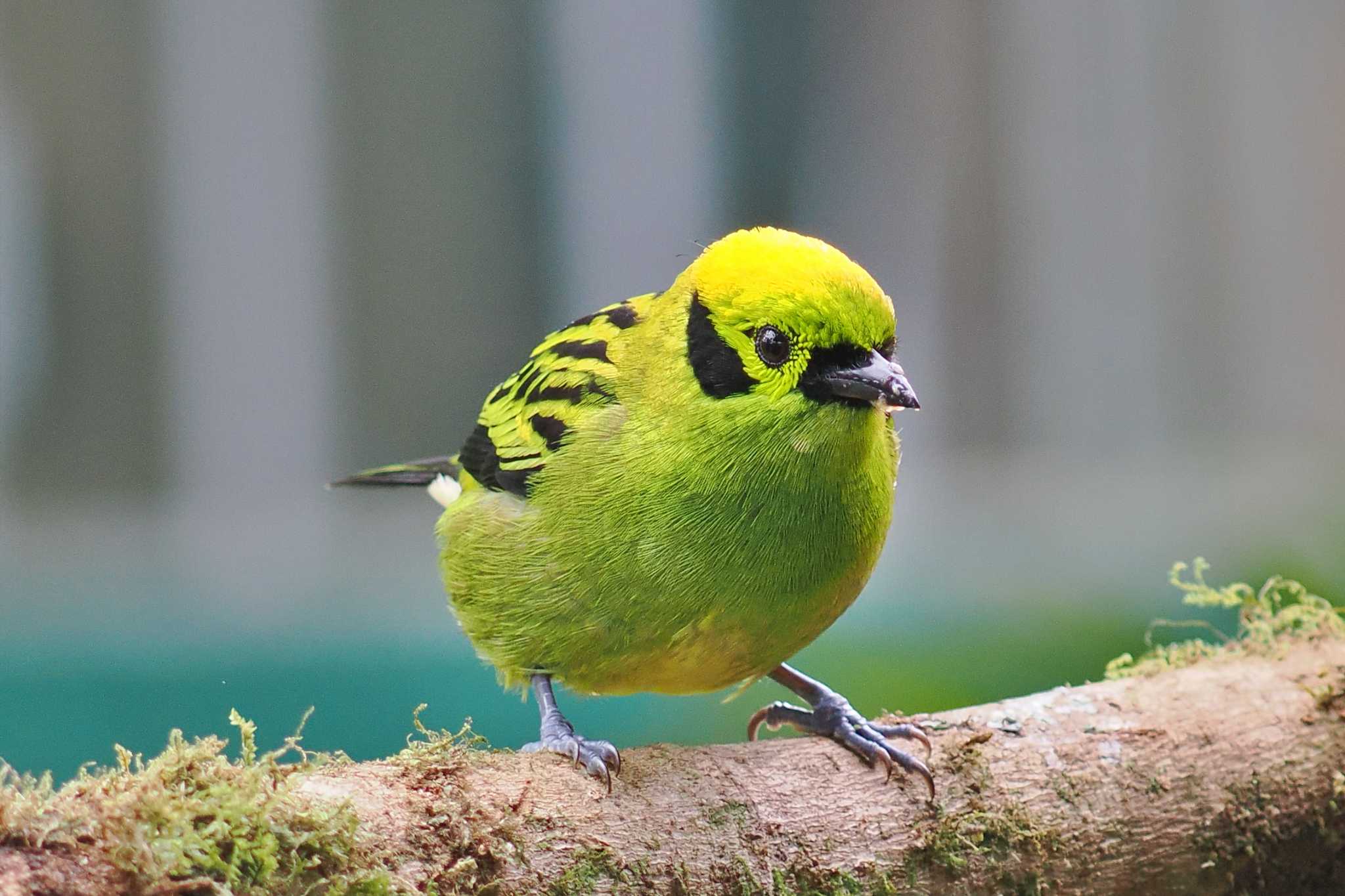 Photo of Emerald Tanager at Trogon Lodge(Costa Rica) by 藤原奏冥