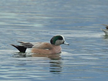 2024年2月18日(日) 相模大堰の野鳥観察記録