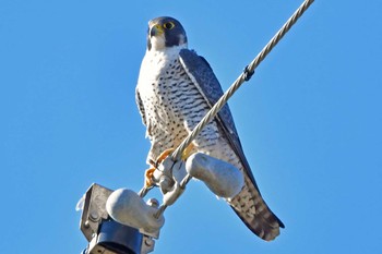 Peregrine Falcon 大沼(宮城県仙台市) Sun, 2/18/2024