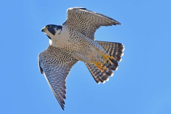 Peregrine Falcon 大沼(宮城県仙台市) Sun, 2/18/2024