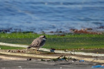 Mon, 11/26/2018 Birding report at 宮城県本吉郡南三陸町志津川