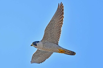 Peregrine Falcon 大沼(宮城県仙台市) Sun, 2/18/2024