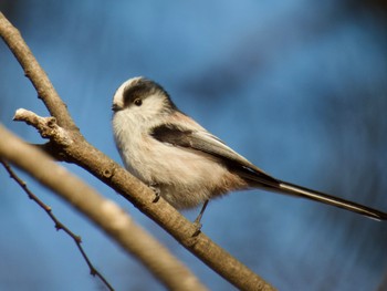 エナガ 大室公園 2024年2月4日(日)