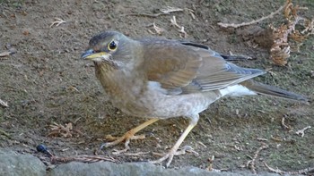 Pale Thrush Unknown Spots Wed, 1/17/2024