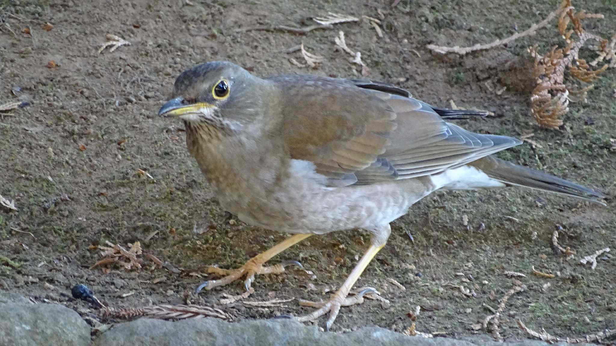 Photo of Pale Thrush at  by poppo