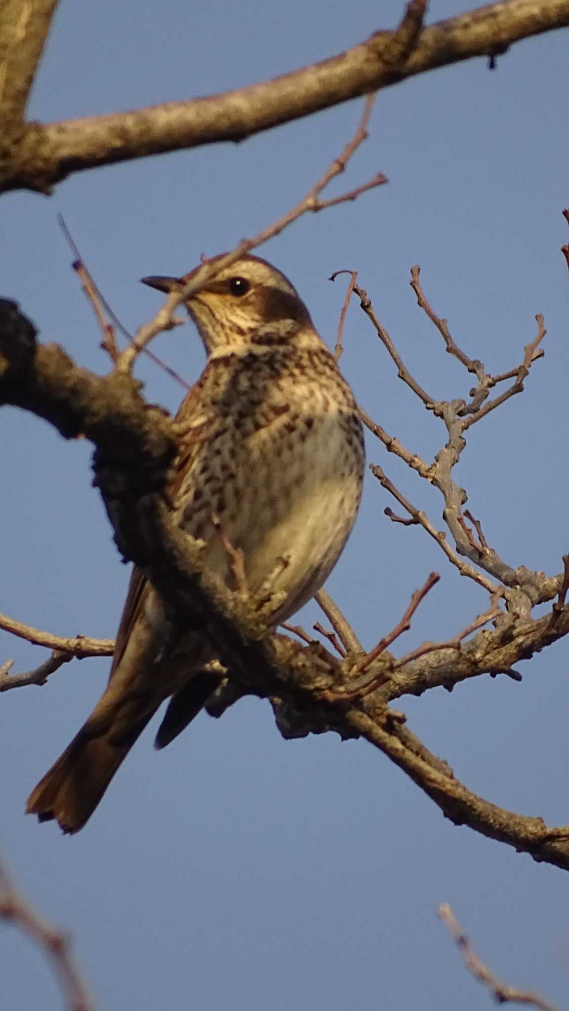 Photo of Dusky Thrush at 多摩川 by poppo