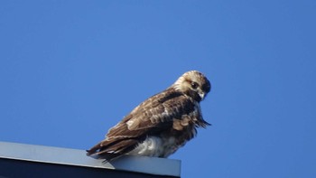 Eastern Buzzard Unknown Spots Wed, 1/17/2024