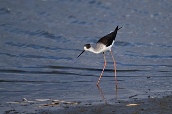 Black-winged Stilt Isanuma Sun, 2/18/2024