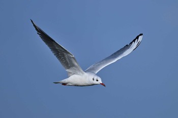 Black-headed Gull Isanuma Sun, 2/18/2024