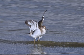 Common Sandpiper Isanuma Sun, 2/18/2024