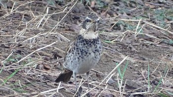 Dusky Thrush 生田緑地 Sun, 2/18/2024