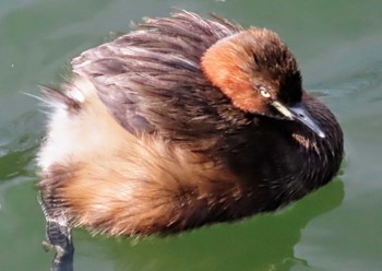 Little Grebe Inokashira Park Fri, 2/16/2024