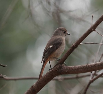 Daurian Redstart 名古屋平和公園 Sun, 2/18/2024