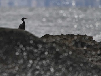 Pacific Reef Heron 真鶴岬 Sat, 2/17/2024